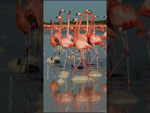 Is it possible for a flamboyance of flamingos to be even more flamboyant? 🤔 #NationalGeographic
