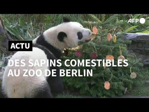Au zoo de Berlin, des sapins de Noël décorés ... à la viande et aux légumes! | AFP
