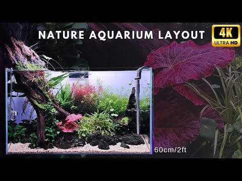 Colourful AQUASCAPE Nature Aquarium Style | RELAXI #aquascaping #fishtank #natureaquarium #plantedtank 

All the best for 2024. Please enjoy this relax