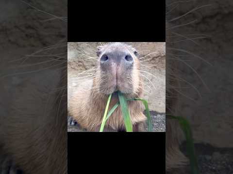 もぐもぐもぐ癒しのカピバラ【Cute munching capybara】 #capybara #カピバラ #cute #かわいい動物