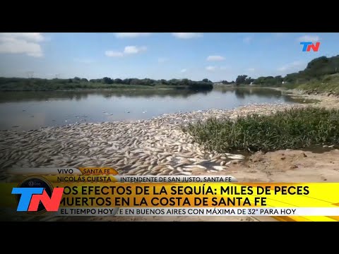 LOS EFECTOS DE LA SEQUÍA: Miles de peces muertos en la costa de Santa Fe