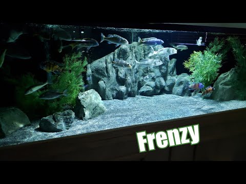 AFRICAN CICHLIDS DESTROYING SHRIMP - FEEDING FRENZ These fish are PREDATORS, and they are FEROCIOUS.  

I hope you enjoy

my Instagram is Adamcsolo 
my