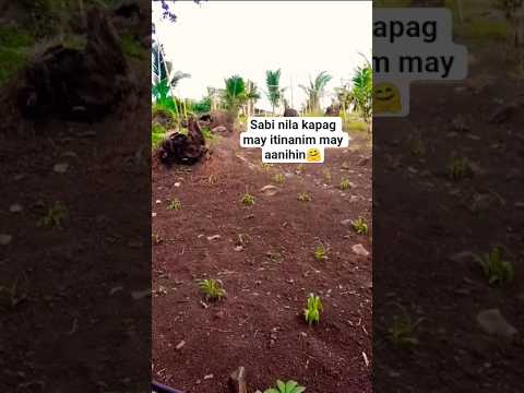 Paano kapag ikaw ang nagtanim iba naman ang umani?😁😁 #naturelovers