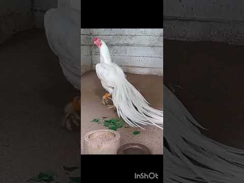 murge ka photos#Khatarnak Khatarnak fighter movie game video all photo,🐔🐔🐓🐓🐓