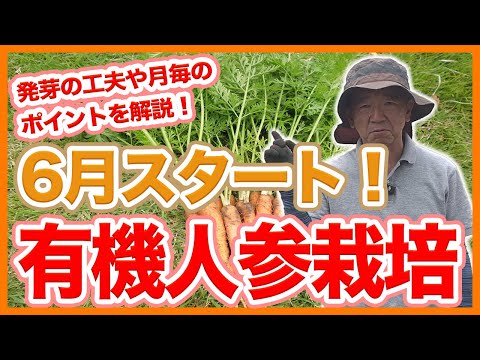 家庭菜園や農園のニンジン栽培は6月スタート!おすすめ品種や猛暑を乗り切る発芽工程とニンジンの育て方!【農家直伝】