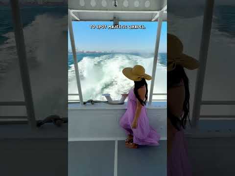 Best Whale Watching in Long Beach, California 🐋