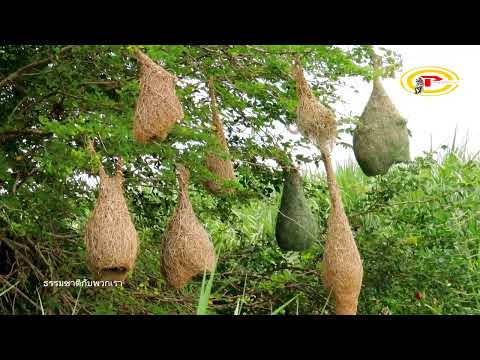 นกกระจาบสร้างรังเป็นชุมชนนก