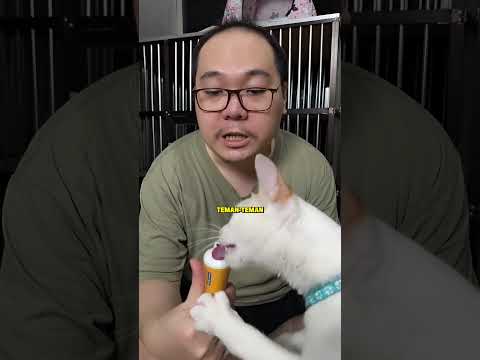 review nutrition gel cassiel pet untuk kucing