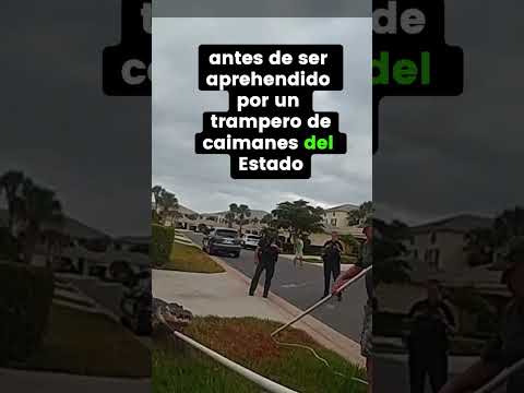 ATRAPAN ENORME CAIMAN EN UNA CASA