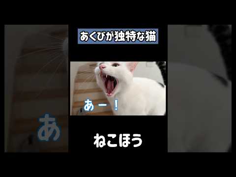 猫の動画サムネイル - あくびが独特すぎる猫チロさん！ #shorts