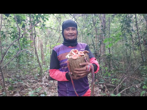 เก็บเห็ดผึ้ง!!เห็ดแดง!เก็บเพลิ