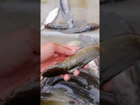 Thành quả sau một đêm giăng lưới #shorts