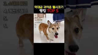 역대급 귀여운 웰시코기 TOP 5