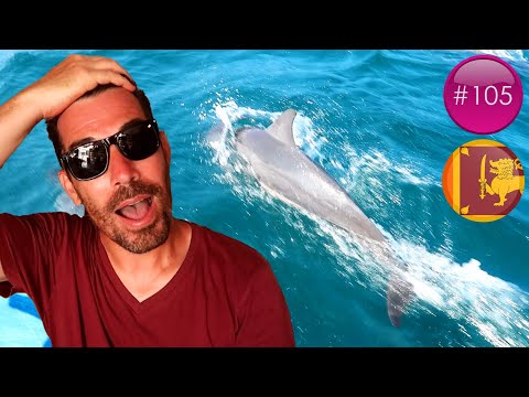LES DAUPHINS DU SRI LANKA ! ???????? | KALPITIYA | (VLOG #105)