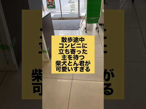 犬の動画サムネイル - ママと先に行ってるのかと思ったら、待っててくれました❣️ #柴犬　#犬