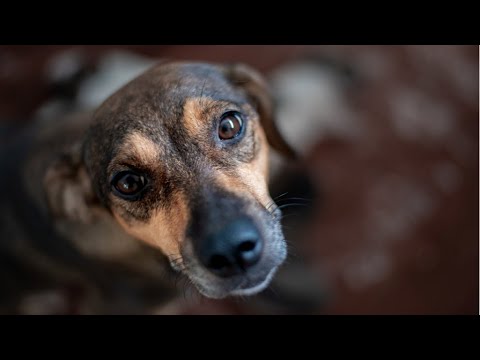 Perros Criollos - Razones por las que adoptar a un perro callejero