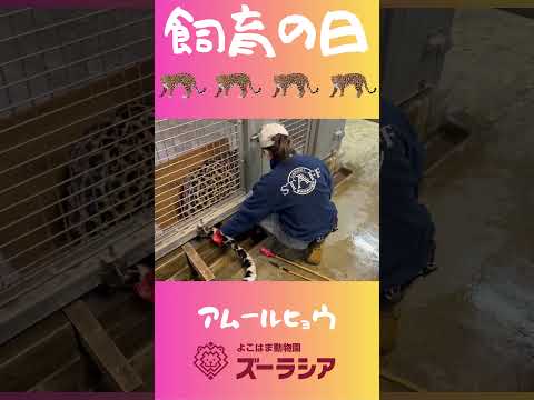 【飼育の日⑨】アムールヒョウの採血トレーニング【ズーラシア公式】#shorts