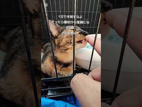 捨てられたサビ猫、1日で里親さんが😭野良猫保護、救助#捨て猫#Stray cat protection and rescue #Abandoned cats