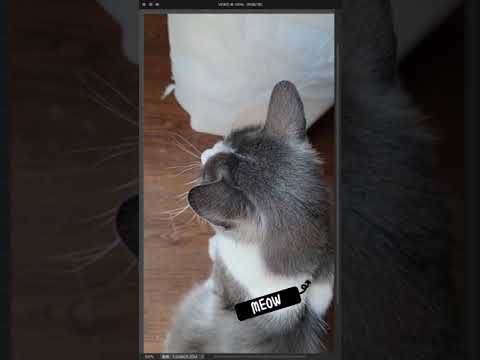 when fluffy sick - cat sick symptoms| sick cat symptoms