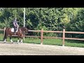 Dressage horse Super fijn 4 jaarig dressuurpaard