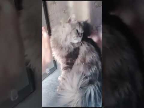 Fighting with Mr Timmy😂😆 #shortsfeed #cat #ytshorts