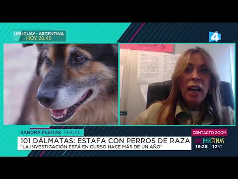 Vespertinas - Operación 101 dálmatas: detuvieron a una pareja por una estafa con perros de raza
