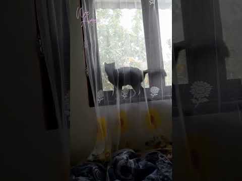 Kalo bisa susah, kenapa harus gampang ? 😆 #shorts #cat #kucinglucu #funnycats #kucing