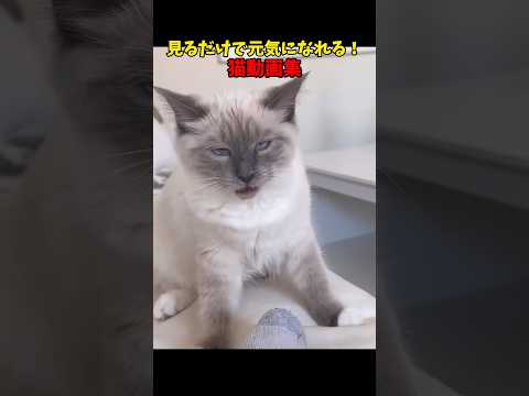 猫の動画サムネイル - 見るだけで癒されるぜ❤️ #猫 #cat #cats #cute
