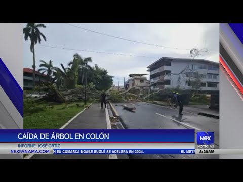 Se reporta la cai?da de un a?rbol en el Parque Sucre, Colo?n