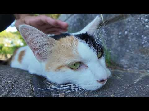 海辺の公園で石段に座ると三毛猫ちゃんが寄ってきた