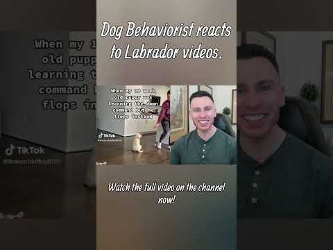 Dog Trainer reacts to Labrador dog videos part 2 #labrador #dogs #dogtraining