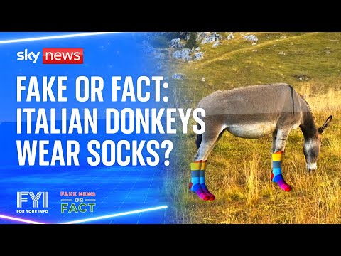 FYI: Fake or Fact - Italian donkeys wear socks?