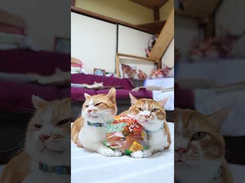 北海道のかぼちゃつぶあんぱんとかわいい猫ののせ猫動画で癒されよう サムネイル
