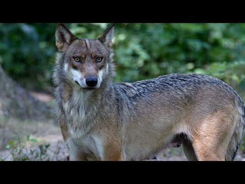 La joggeuse mordue par des loups à Thoiry porte plainte pour manquements du zoo