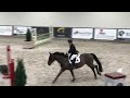 Show jumping horse Lief respectvol en voorzichtig springpaard