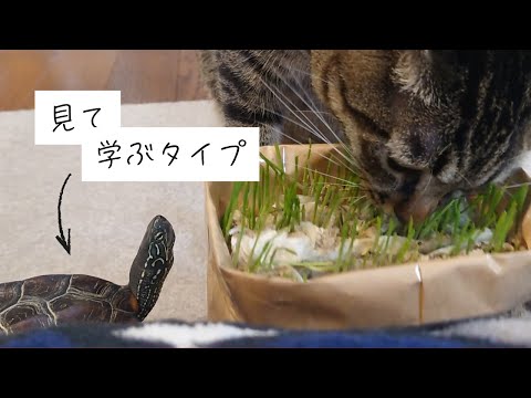 爆速スケボー亀、誕生の秘密【The secret behind the birth of the super-fast skateboarding turtle】
