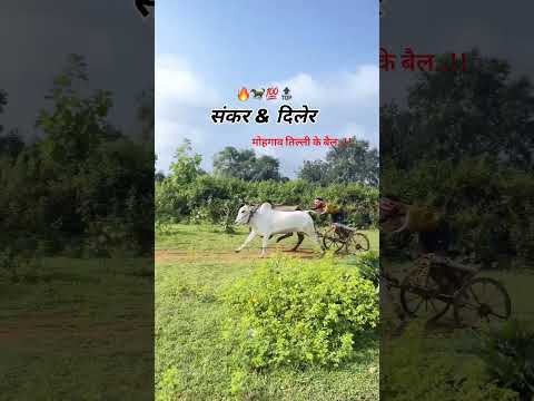 संकर/दिलेर.(मोहगाव तिल्ली के बैल..)#cow #shorts