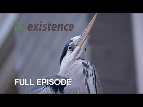 Meet the Herons of Amsterdam | Coexistence | BBC Earth