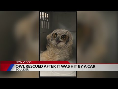 Great horned owl ‘in good spirits’ after being hit by car in Boulder