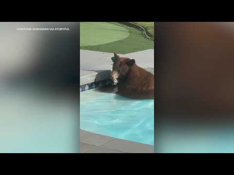 Bear indulges in pool day at California home