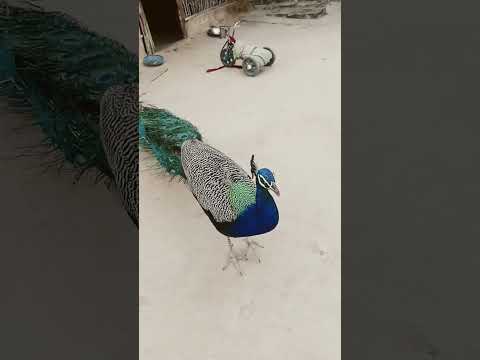 #funny  मोर राजा