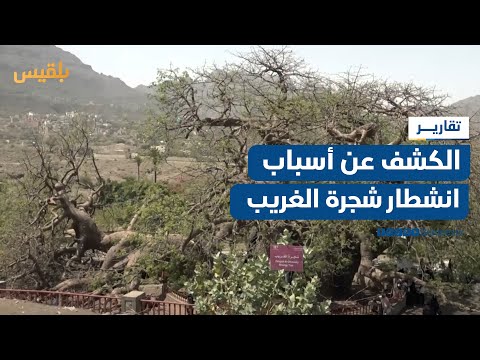 تعز... تقرير بيئي يكشف عن أسباب انشطار شجرة الغريب وغياب التحرك الرسمي لحمايتها | تقرير: إبراهيم سعيد