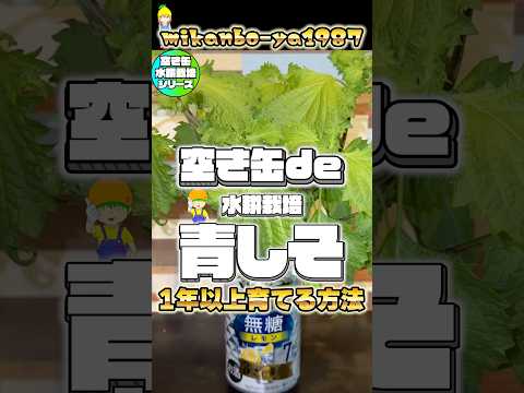 【1年中収穫可能】青しそは室内窓際で育てると秋冬でも収穫出来ます!枯れずに育て続ける奇跡の栽培方法!#ハーブ