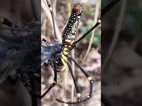 あみにかからないで(文字つき)