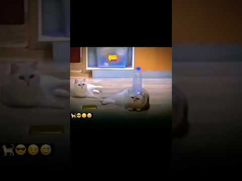 🐈😎😉😅
