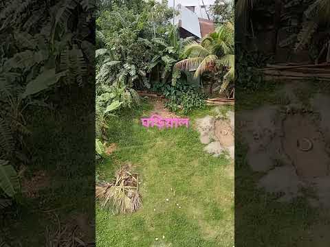 ঘড়িয়াল।