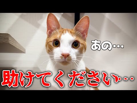 猫の動画サムネイル - 【助けて…】困り果ててしまった子猫が泣きながら助けを求めてきました。