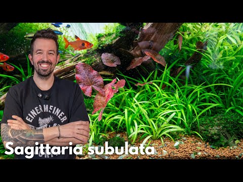 Sagittaria subulata | Liquid Nature Pflanzenvorstellung