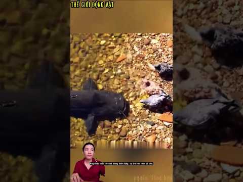 cá trê săn chim bồ câu cảnh tượng hiếm thấy.