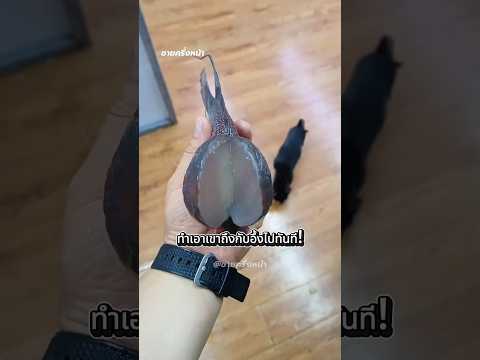 ไขปริศนา ก้อนบนหัวของปลาหมอสี!